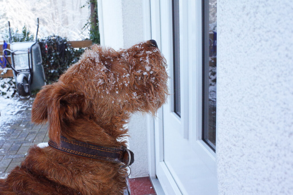 Irish Terrier mit Schnee
