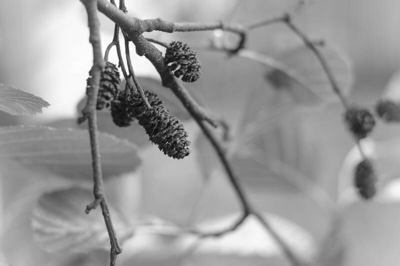 schwarz-weiss Aufnahmen von Pflanzen mit lateinischem Namenszug im Bild 