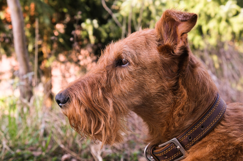 Irish Terrier, vor und nach dem Trimmen 