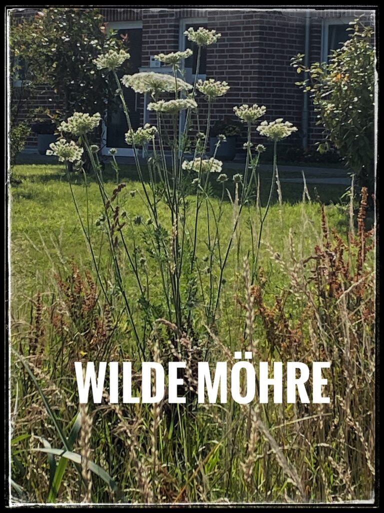 wilde Möhre 