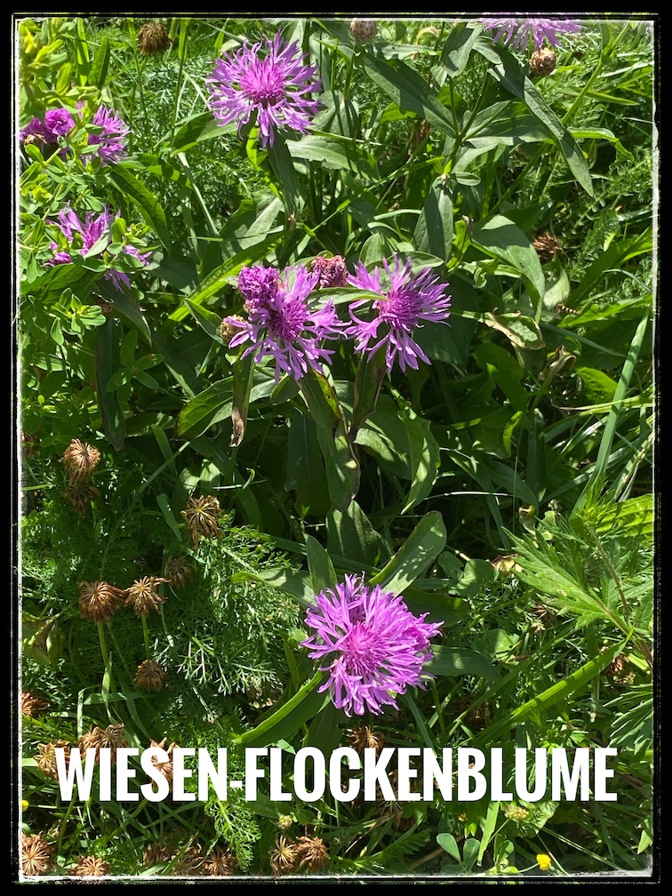 Flockenblume