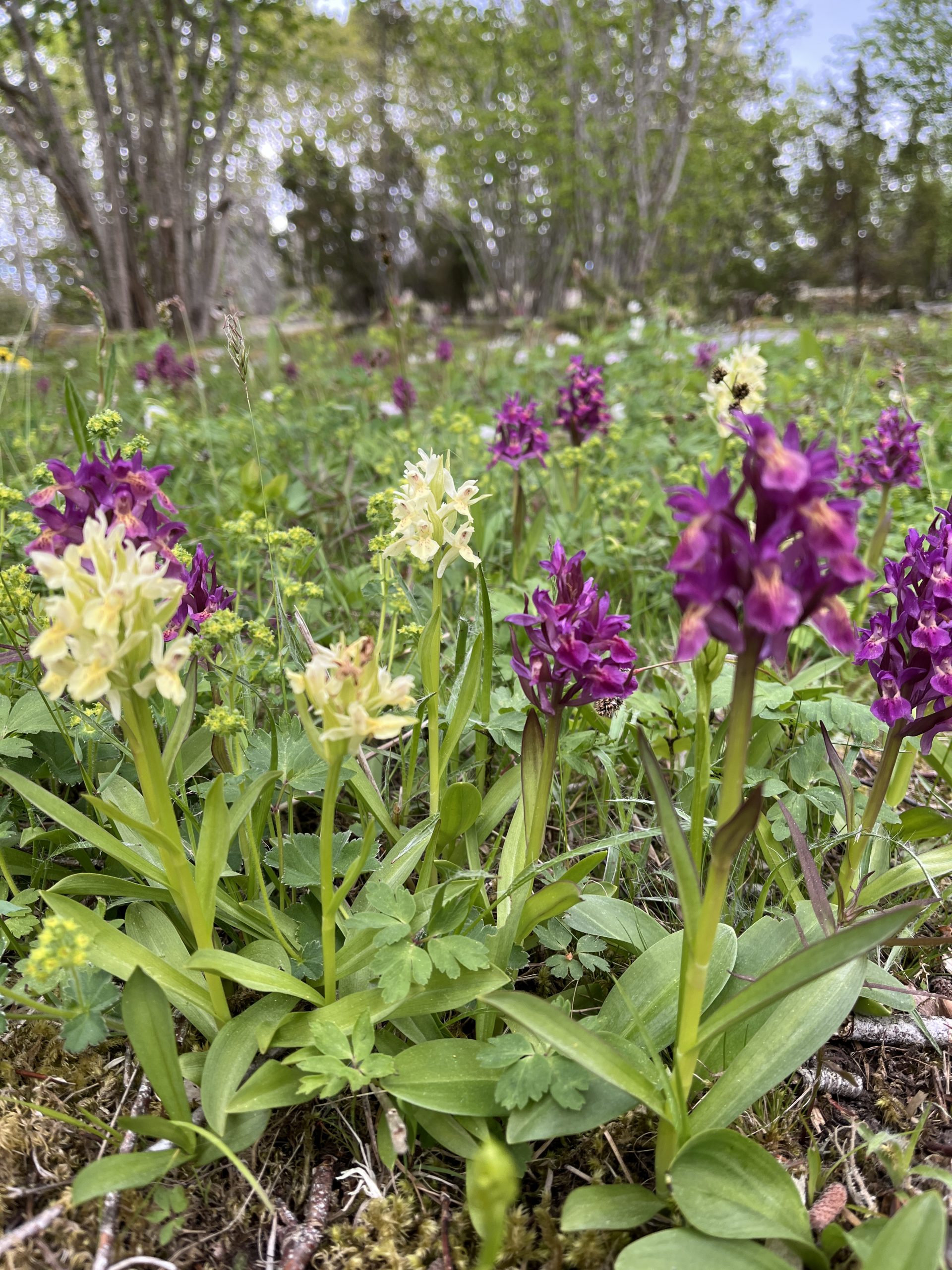 Orchideen