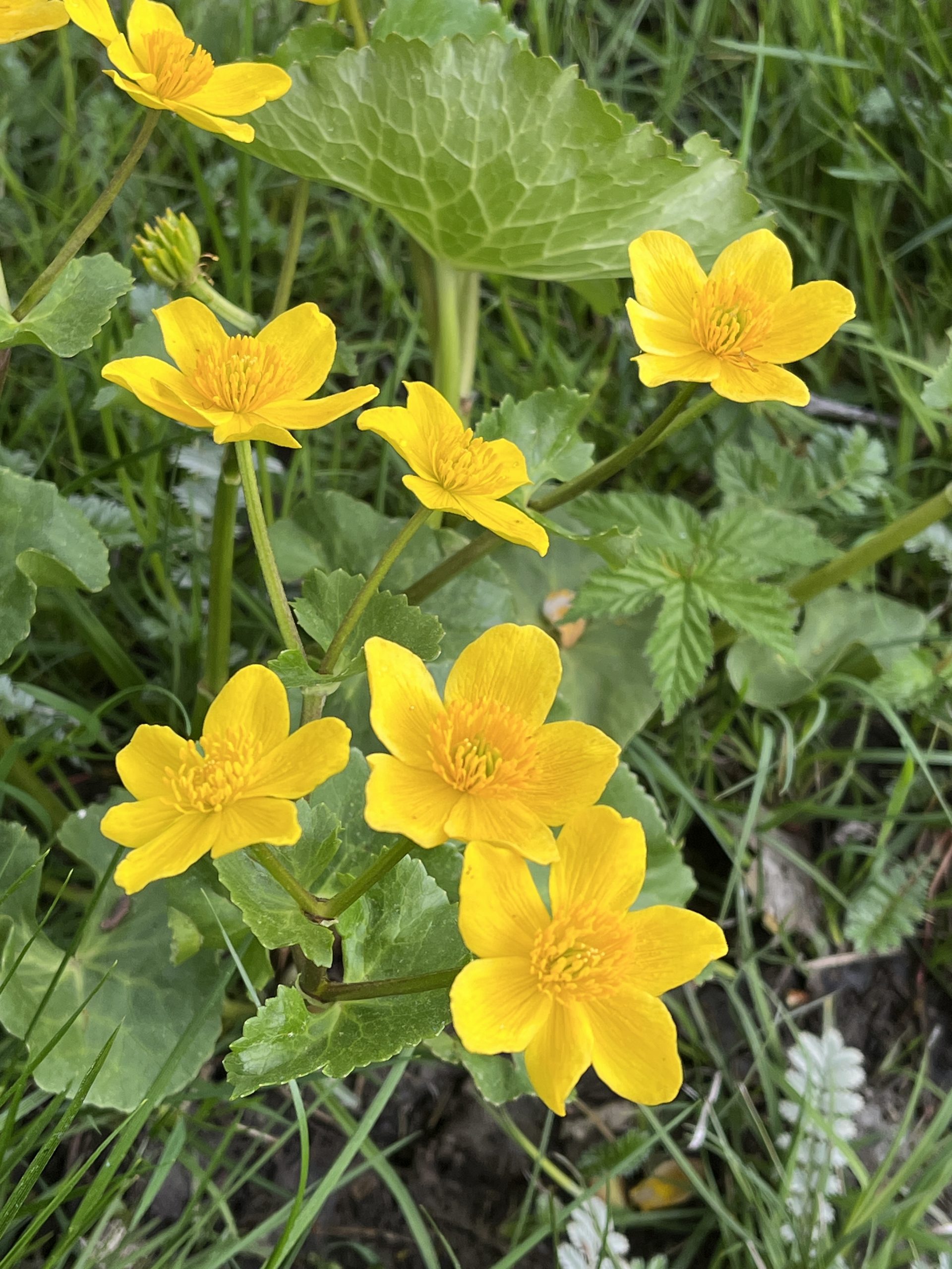 Blumenwiese